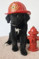 Corbin, a  Bernedoodle for sale in Tulsa, OK – Photo 1 of 8