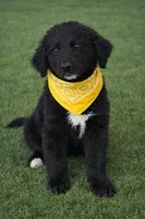 Corbin, a male Bernedoodle for sale in Tulsa, OK – Photo 3 of 3