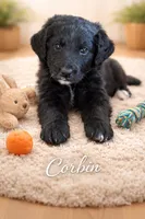 Corbin, a male Bernedoodle for sale in Tulsa, OK – Photo 3 of 3