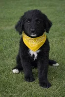 Corbin, a male Bernedoodle for sale in Tulsa, OK – Photo 1 of 3