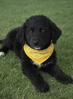 Corbin, a male Bernedoodle for sale in Tulsa, OK – Photo 2 of 3