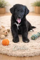 Corbin, a male Bernedoodle for sale in Tulsa, OK – Photo 1 of 3