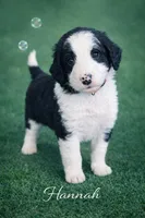 Hannah, a female Bernedoodle for sale in Tulsa, OK – Photo 3 of 3