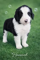 Hannah, a female Bernedoodle for sale in Tulsa, OK – Photo 2 of 3