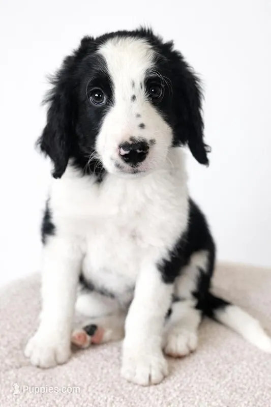 Hannah – Bernedoodle puppy for sale in Tulsa, OK