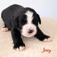 processed/e738a2ef-aa40-4019-98d3-f59f180200a3/listing/6d9af798-b3eb-4ee2-81b0-37a0426a68f8/47c33fad-b82d-4d53-a008-bc70a22094f8