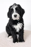 Joey, a male Bernedoodle for sale in Tulsa, OK – Photo 3 of 4