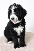 Joey, a male Bernedoodle for sale in Tulsa, OK – Photo 4 of 4