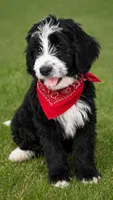 Joey, a male Bernedoodle for sale in Tulsa, OK – Photo 1 of 4