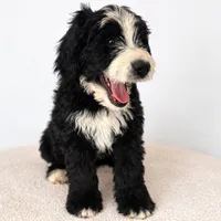 Joey, a male Bernedoodle for sale in Tulsa, OK – Photo 2 of 4