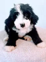 Dr. Dre, a male Bernedoodle for sale in Tulsa, OK – Photo 3 of 4