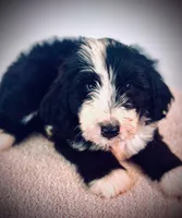 Dr. Dre, a male Bernedoodle for sale in Tulsa, OK – Photo 4 of 4