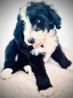 Dr. Dre, a male Bernedoodle for sale in Tulsa, OK – Photo 1 of 4