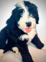 Dr. Dre, a male Bernedoodle for sale in Tulsa, OK – Photo 2 of 4