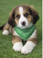 Alix, a male Bernedoodle for sale in Tulsa, OK – Photo 2 of 3