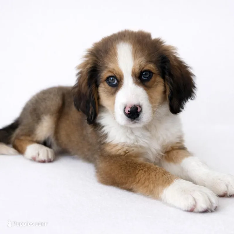 Alix – Bernedoodle puppy for sale in Tulsa, OK