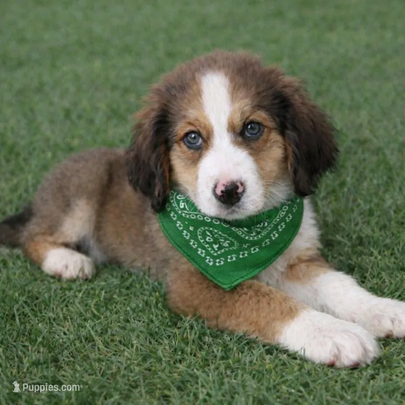 Alix – Bernedoodle puppy for sale in Tulsa, OK