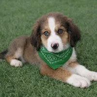 Alix, a male Bernedoodle for sale in Tulsa, OK – Photo 1 of 3