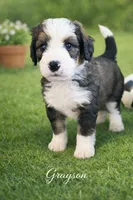Grayson, a male Bernedoodle for sale in Tulsa, OK – Photo 1 of 3