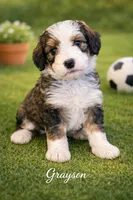 Grayson, a male Bernedoodle for sale in Tulsa, OK – Photo 2 of 3
