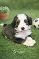 Grayson, a male Bernedoodle for sale in Tulsa, OK – Photo 3 of 3