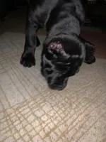 Black boy, a male Cane Corso for sale in Santa Barbara, CA – Photo 6 of 10