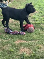 Black boy, a male Cane Corso for sale in Santa Barbara, CA – Photo 7 of 10