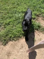 Black boy, a male Cane Corso for sale in Santa Barbara, CA – Photo 9 of 10