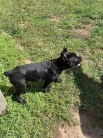 Black boy, a male Cane Corso for sale in Santa Barbara, CA – Photo 10 of 10