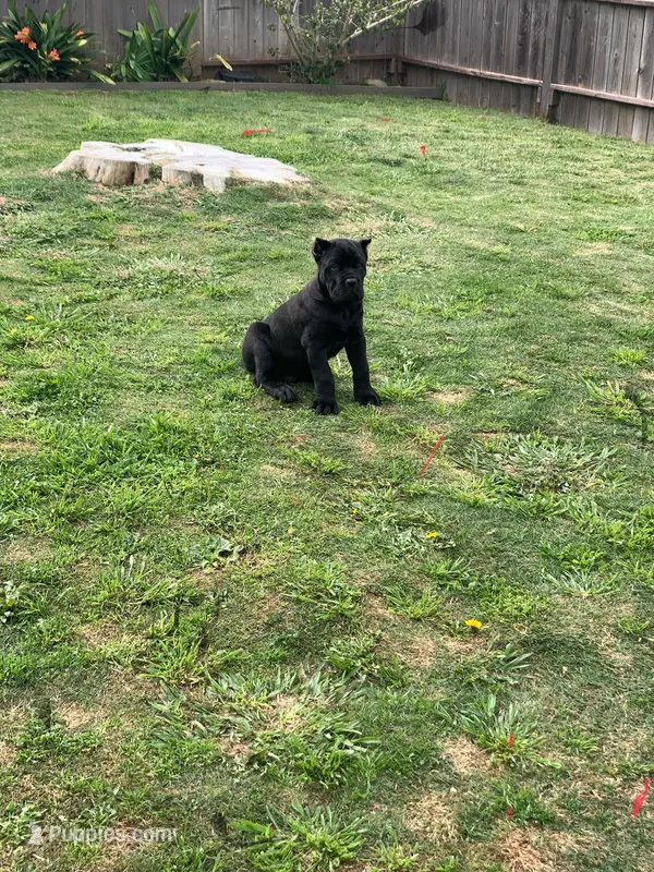 Black boy – Cane Corso puppy for sale in Santa Barbara, CA