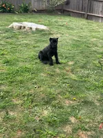 Black boy, a male Cane Corso for sale in Santa Barbara, CA – Photo 1 of 10