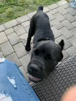 Black boy, a male Cane Corso for sale in Santa Barbara, CA – Photo 2 of 10