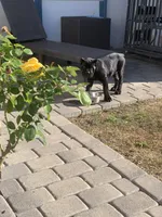 Black boy, a male Cane Corso for sale in Santa Barbara, CA – Photo 4 of 10