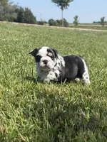 Dolly, a female English Bulldog for sale in Lennox, SD – 2 of 6