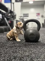 Kenny, a male English Bulldog for sale in Lennox, SD – 2 of 6
