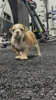 Hank, a male English Bulldog for sale in Lennox, SD – 3 of 5
