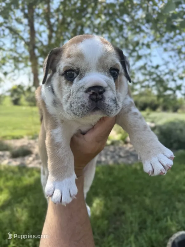 Hank – English Bulldog puppy for sale in Lennox, SD