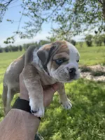 Kenny, a male English Bulldog for sale in Lennox, SD – 3 of 6