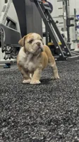 Hank, a male English Bulldog for sale in Lennox, SD – 4 of 5