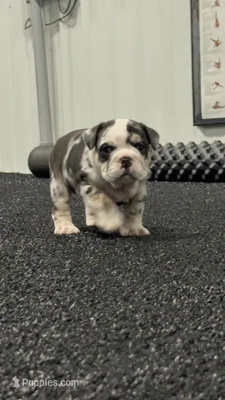 Dolly – English Bulldog puppy for sale in Lennox, SD
