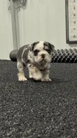 Dolly, a female English Bulldog for sale in Lennox, SD – 1 of 6