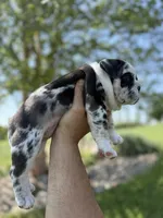 Dolly, a female English Bulldog for sale in Lennox, SD – 6 of 6