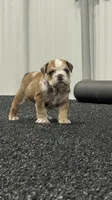 Kenny, a male English Bulldog for sale in Lennox, SD – 4 of 6