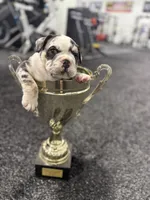 Dolly, a female English Bulldog for sale in Lennox, SD – 4 of 6