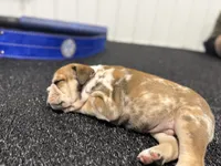Kenny, a male English Bulldog for sale in Lennox, SD – 5 of 6