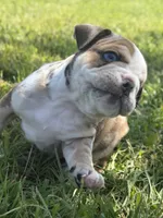 Kenny, a male English Bulldog for sale in Lennox, SD – 6 of 6