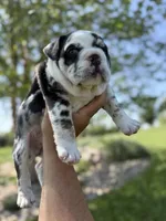 Dolly, a female English Bulldog for sale in Lennox, SD – 5 of 6