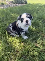Dolly, a female English Bulldog for sale in Lennox, SD – 3 of 6