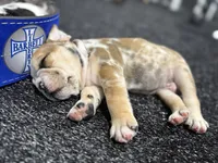 Hank, a male English Bulldog for sale in Lennox, SD – 2 of 5