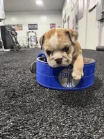 Hank, a male English Bulldog for sale in Lennox, SD – 5 of 5